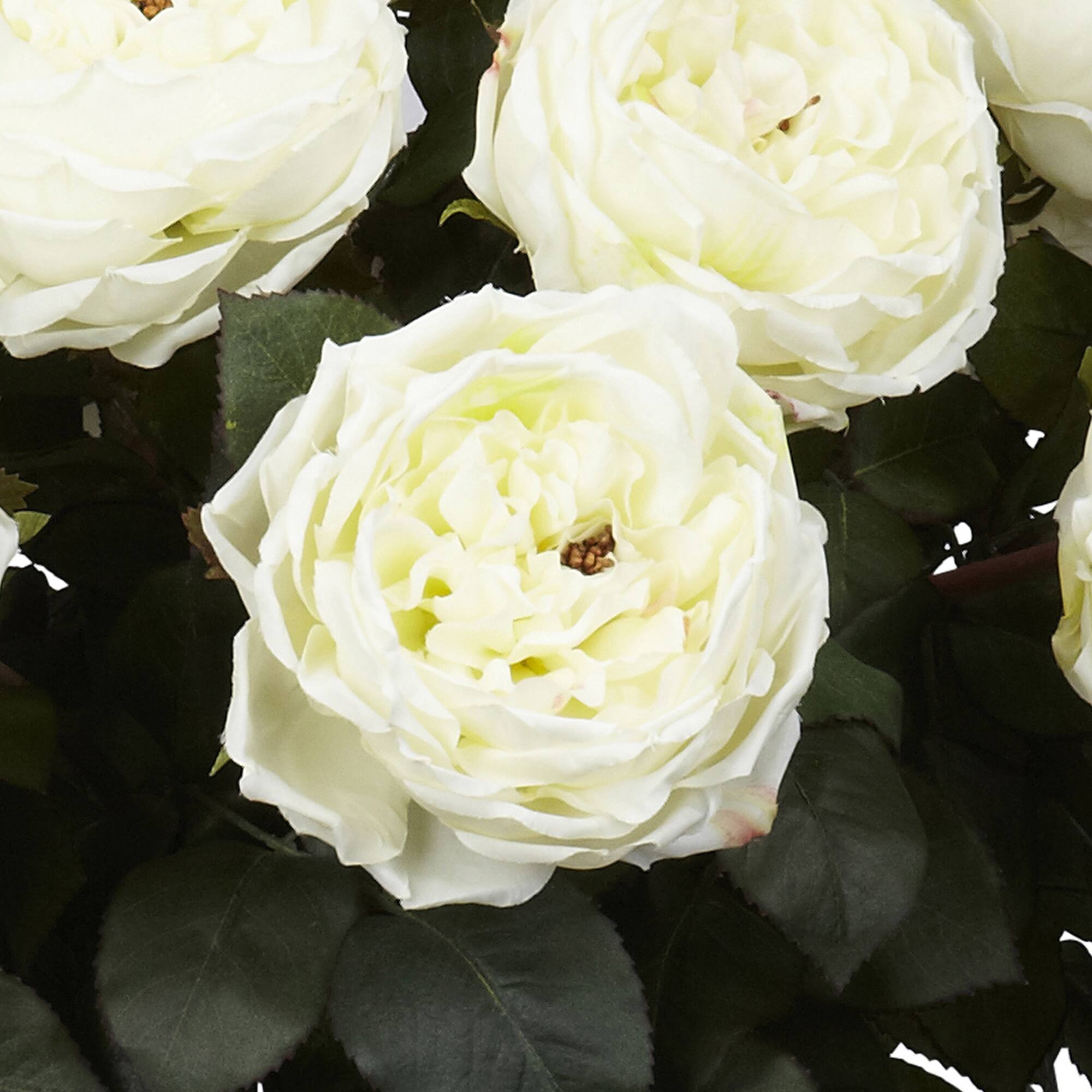 2.5ft. White Fancy Rose In Glass Cylinder Vase